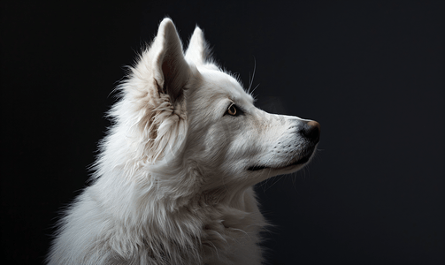 孤立的黑色背景上一只白狗的肖像