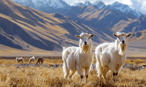 羊绒山羊在干燥的牧场上吃草景观照片