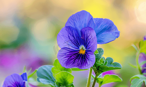 一朵盛开的紫罗兰花在露天特写