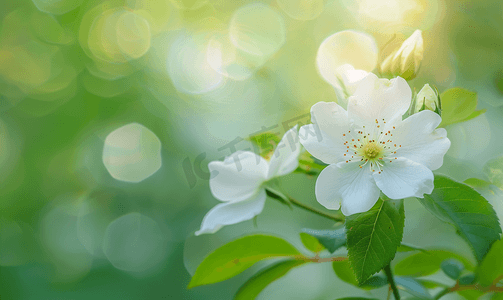 自然绿色背景中的白狗玫瑰野玫瑰花