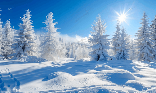 天气晴朗白天树木被白雪覆盖的神奇冬季景观