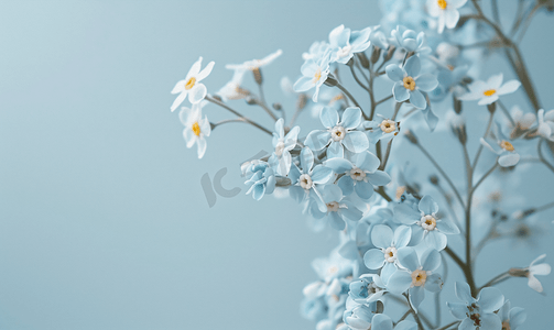 盛开的勿忘我淡蓝色花朵