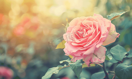 复古假期摄影照片_具有复古滤镜效果的花园粉红玫瑰