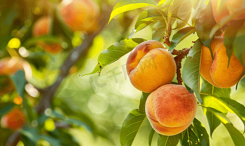 树枝上的水果摄影照片_夏天黄桃挂在花园的树枝上成熟