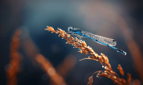 自然深色背景中干燥植物上的蓝蜻蜓