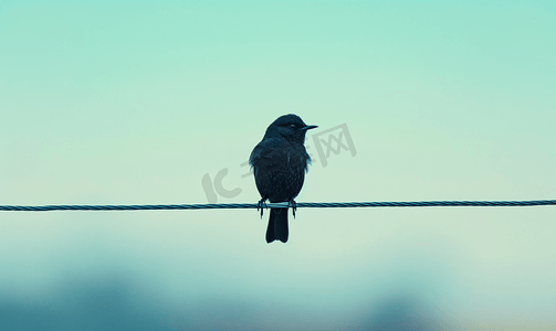 电线上的一只孤独的鸟