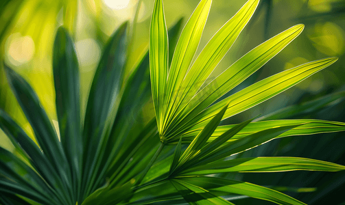 扇形黑框摄影照片_意大利夏季扇形棕榈绿叶的特写和背景