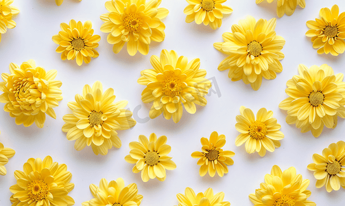 设计艺术摄影照片_黄色花朵平铺菊花花卉背景白色头顶景色