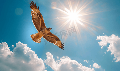 猎鹰摄影照片_鹰在蓝天上迎着太阳飞翔