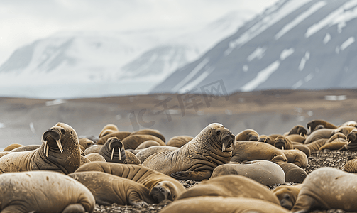 北极斯瓦尔巴特群岛的海象聚居地