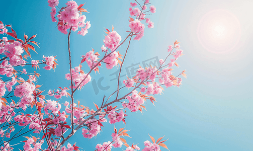 蓝天春天背景下盛开的粉红色樱花树