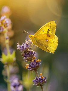 自然宏观中花朵上的云黄色黄色蝴蝶