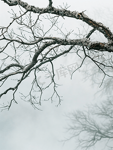干树枝有雾背景和神秘的感觉