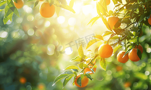 墨绿色的果实摄影照片_阳光明媚的花园里生长着成熟果实的橙树