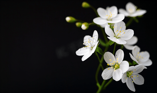 白色小花摄影照片_黑色背景上白色的小花