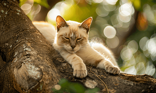暹罗猫或泰国猫坐在树下柔和而有选择的焦点