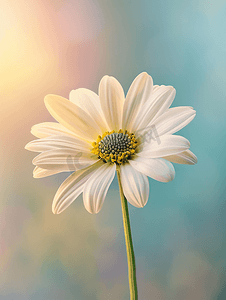 一朵白色的摄影照片_与一朵花的照片