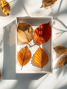 水彩秋天植物摄影照片_作为秋季背景的分箱上的干叶