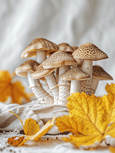 食品清新背景摄影照片_秋季蘑菇静物
