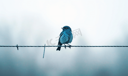 唱歌好听摄影照片_电线上的一只孤独的鸟