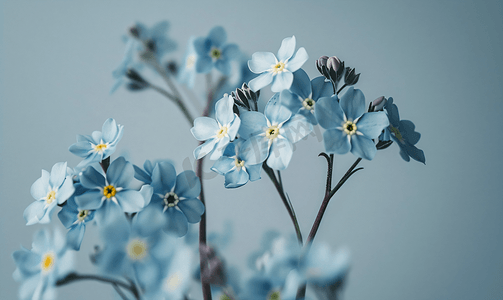盛开的勿忘我淡蓝色花朵