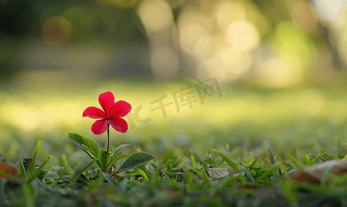 草上模糊背景上的四叶鲜红花