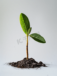 鳄梨芽和土壤中发芽的种子