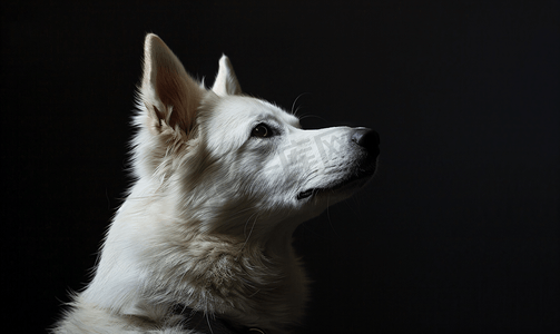 孤立的黑色背景上一只白狗的肖像