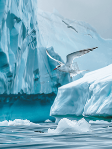 冰山摄影照片_一只北极燕鸥在北极的一座冰山前捕猎