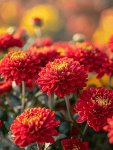 花园背景中明亮的野菊花