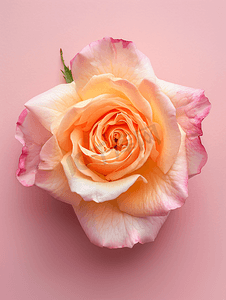 黄色和粉色柔和的玫瑰头状花序特写