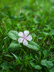 草背景上有脉纹叶子的粉红色白花
