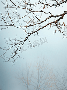 干树枝有雾背景和神秘的感觉