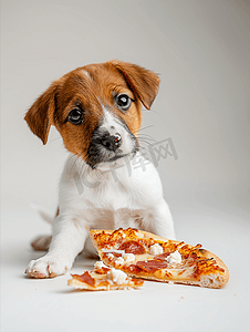 杰克罗素梗小狗吃披萨不健康食品和狗宠物营养
