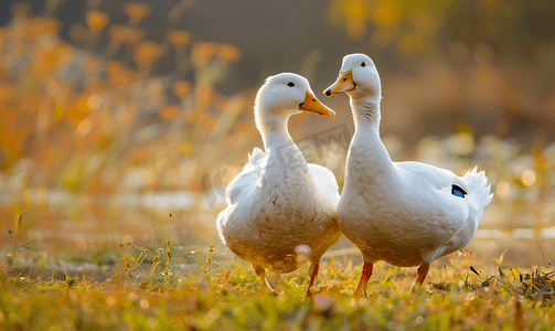 两只白鸭子在草地上散步