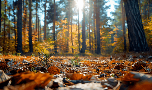 黄色秋季背景摄影照片_秋季森林中用松针小树枝和树叶地面