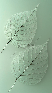 清新透明绿色叶子纹理叶脉纹理背景图片