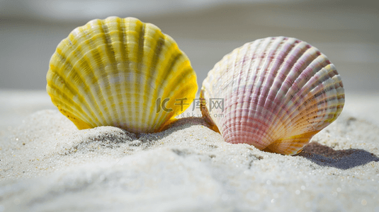 阳光下沙滩上彩色贝壳的背景图