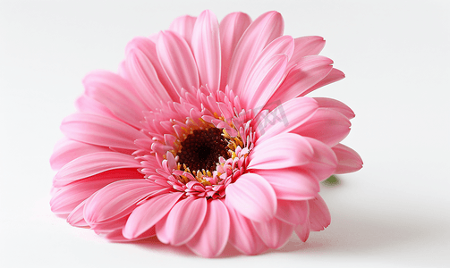 孤立的粉色非洲雏菊
