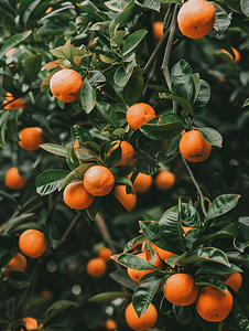 越南顺化树上挂着鲜橙色橘子的树枝