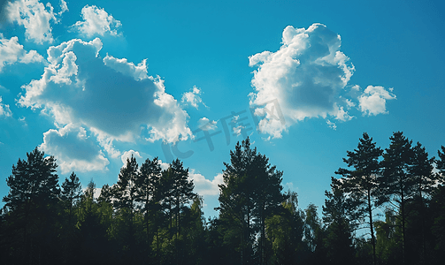 森林和云朵树木剪影的风景自然位置