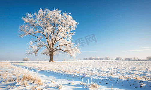 冬天阳光明媚的日子里一片白雪覆盖着农田