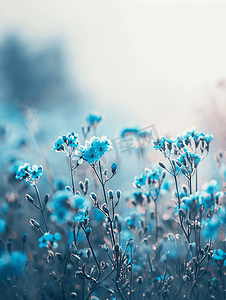 蓝色的勿忘我摄影照片_勿忘我的特写视图草地焦点堆叠图像中的花朵