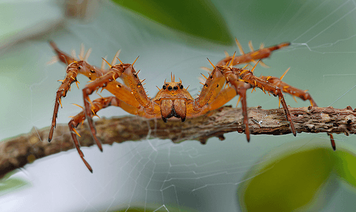网上倒置的哈瑟尔特刺蜘蛛