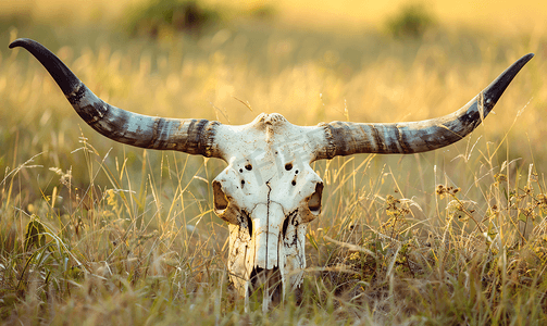 有角的牛摄影照片_牛头骨躺在草丛中牛头骨上有短角