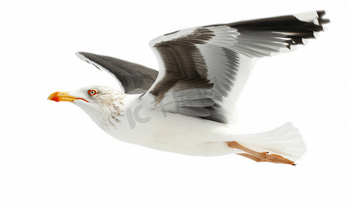 白色背景中天空中飞翔的单只海鸟海鸥