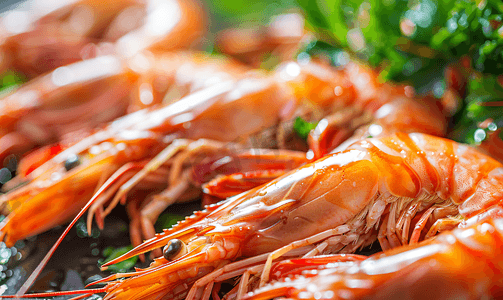小红帽的故事摄影照片_红生虾特写鲜虾与芝麻菜海鲜背景