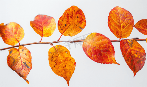 黄色秋季背景摄影照片_秋季植物叶子