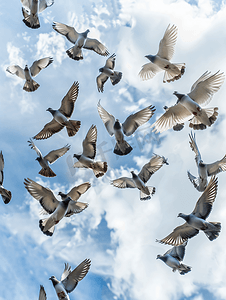 一群信鸽在多云的天空中飞翔