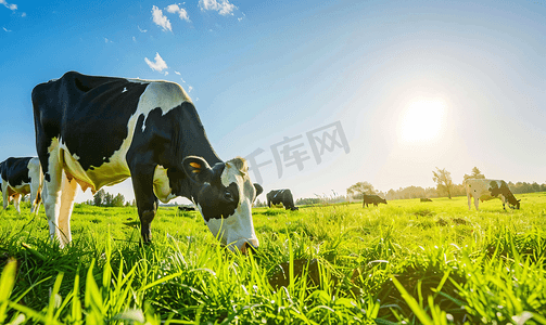 夏日阳光下黑白相间的奶牛在牧场上排成一排吃草
